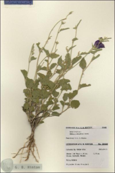 URN_catalog_HBHinton_herbarium_28440.jpg.jpg