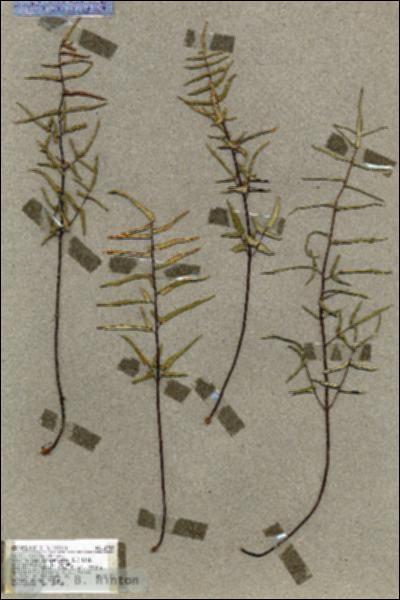 URN_catalog_HBHinton_herbarium_18737.jpg.jpg