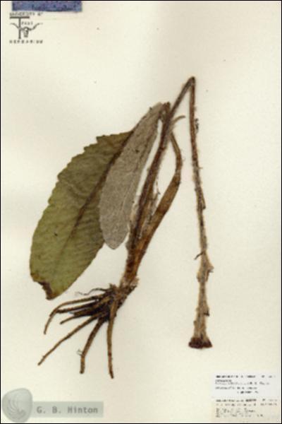 URN_catalog_HBHinton_herbarium_26758.jpg.jpg