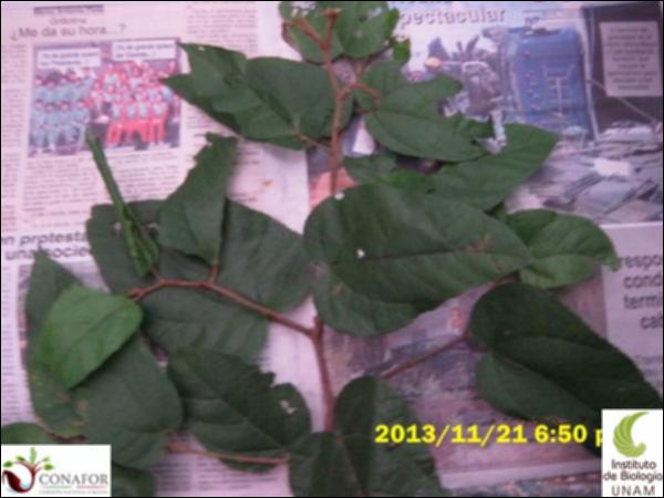 53087_S1_HJ1_20131120_040_001.jpg.jpg