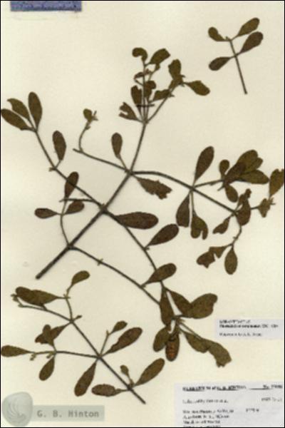 URN_catalog_HBHinton_herbarium_27058.jpg.jpg