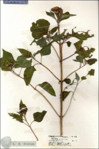 URN_catalog_HBHinton_herbarium_19953.jpg.jpg