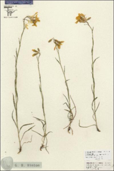 URN_catalog_HBHinton_herbarium_26790.jpg.jpg