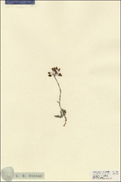 URN_catalog_HBHinton_herbarium_21854.jpg.jpg