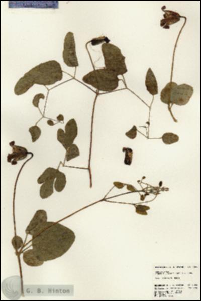 URN_catalog_HBHinton_herbarium_23055.jpg.jpg