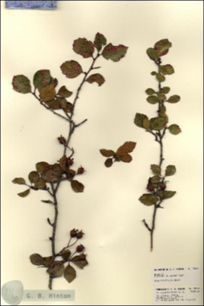 URN_catalog_HBHinton_herbarium_23436.jpg.jpg