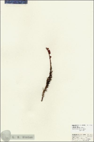 URN_catalog_HBHinton_herbarium_25996.jpg.jpg