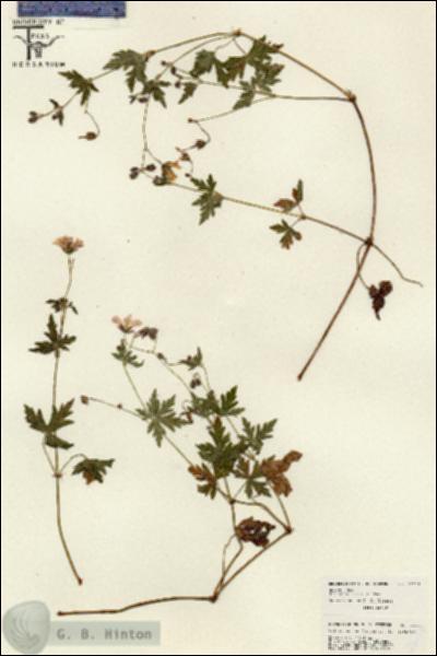 URN_catalog_HBHinton_herbarium_26114.jpg.jpg