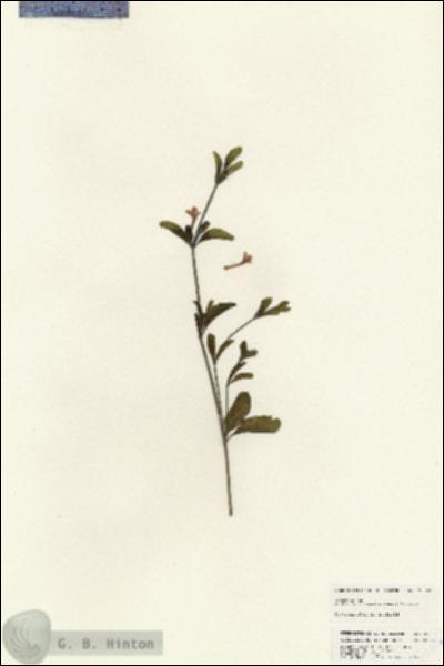 URN_catalog_HBHinton_herbarium_25363.jpg.jpg