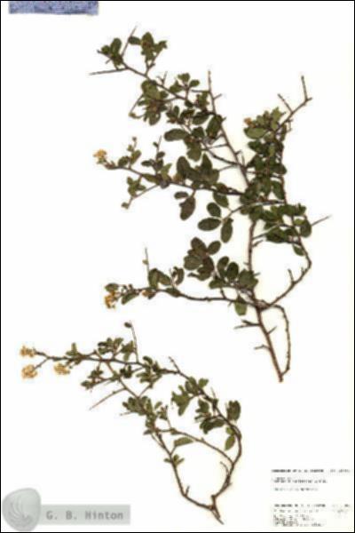 URN_catalog_HBHinton_herbarium_25094.jpg.jpg