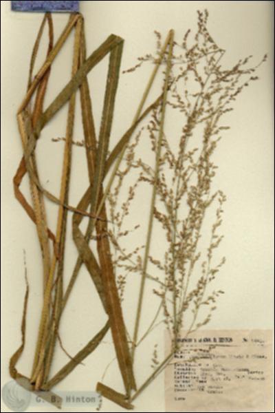 URN_catalog_HBHinton_herbarium_9440.jpg.jpg
