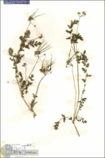 URN_catalog_HBHinton_herbarium_19484.jpg.jpg