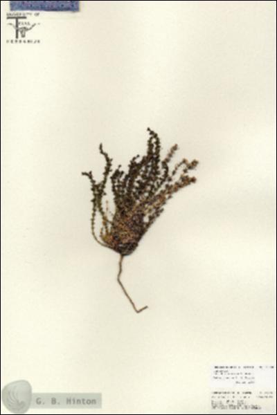 URN_catalog_HBHinton_herbarium_25768.jpg.jpg