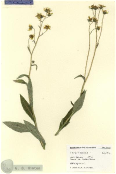 URN_catalog_HBHinton_herbarium_27772.jpg.jpg