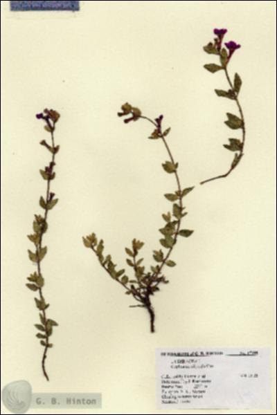 URN_catalog_HBHinton_herbarium_17399.jpg.jpg