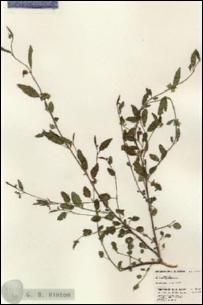 URN_catalog_HBHinton_herbarium_24148.jpg.jpg