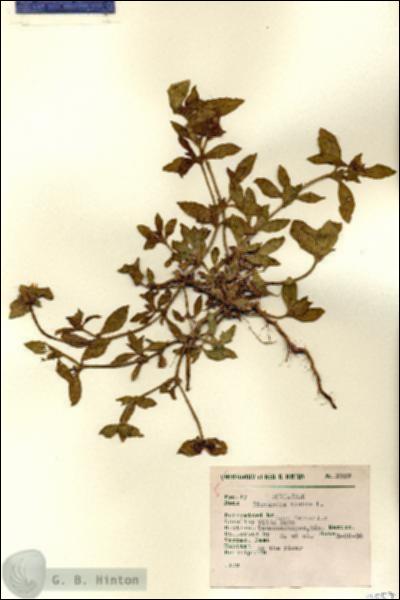 URN_catalog_HBHinton_herbarium_7557.jpg.jpg