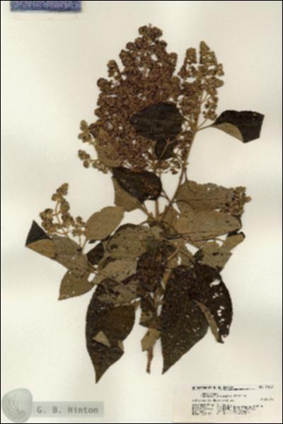 URN_catalog_HBHinton_herbarium_21207.jpg.jpg
