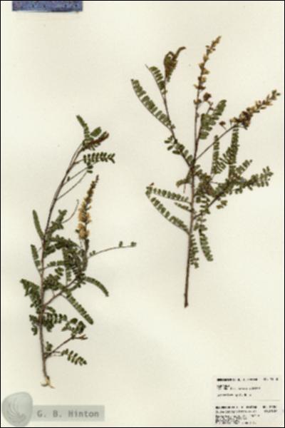 URN_catalog_HBHinton_herbarium_23050.jpg.jpg
