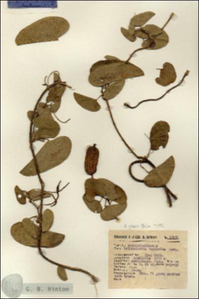 URN_catalog_HBHinton_herbarium_15151.jpg.jpg