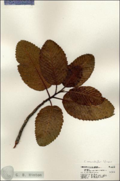 URN_catalog_HBHinton_herbarium_22543.jpg.jpg
