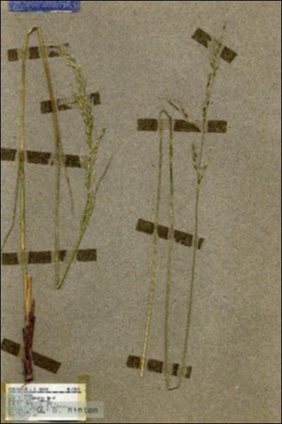 URN_catalog_HBHinton_herbarium_17563.jpg.jpg