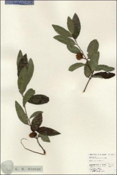 URN_catalog_HBHinton_herbarium_25141.jpg.jpg