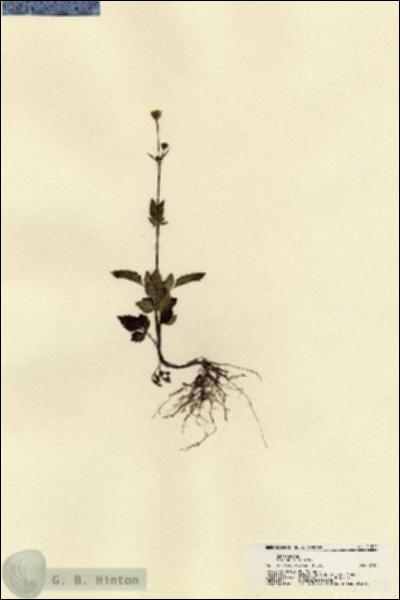 URN_catalog_HBHinton_herbarium_21522.jpg.jpg