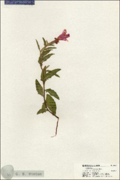 URN_catalog_HBHinton_herbarium_20521.jpg.jpg