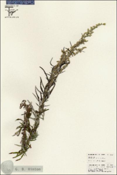 URN_catalog_HBHinton_herbarium_25533.jpg.jpg