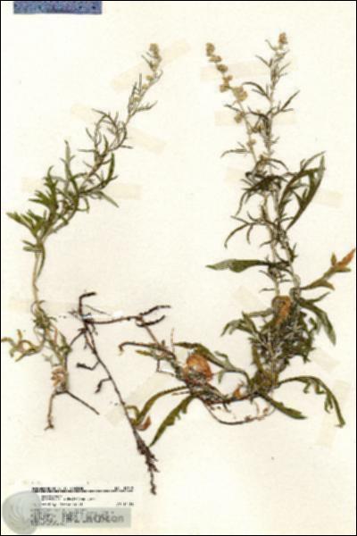 URN_catalog_HBHinton_herbarium_19918.jpg.jpg