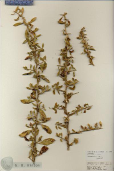 URN_catalog_HBHinton_herbarium_25985.jpg.jpg