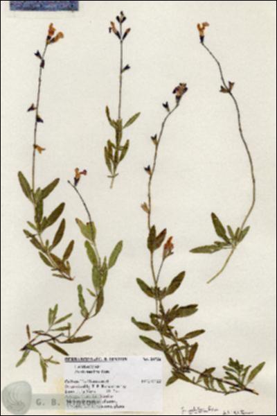 URN_catalog_HBHinton_herbarium_20736.jpg.jpg