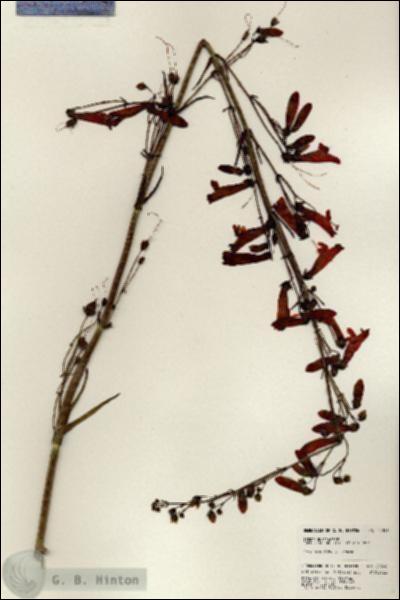 URN_catalog_HBHinton_herbarium_24396.jpg.jpg
