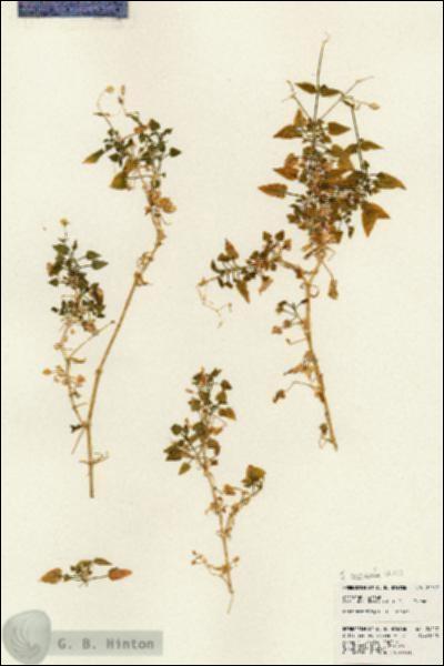 URN_catalog_HBHinton_herbarium_24017.jpg.jpg