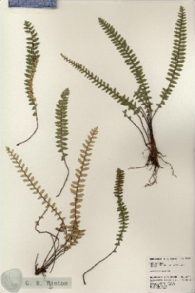 URN_catalog_HBHinton_herbarium_24571.jpg.jpg
