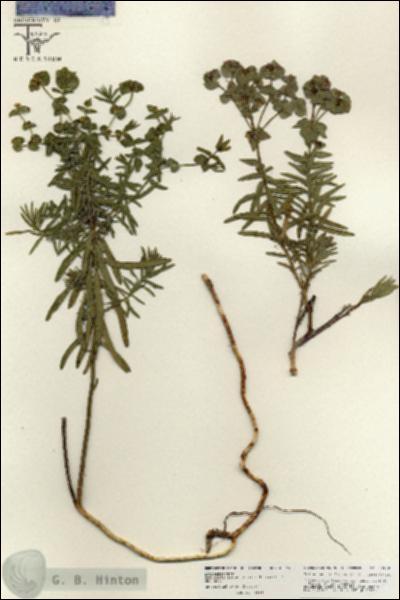 URN_catalog_HBHinton_herbarium_25845.jpg.jpg