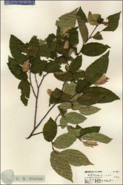 URN_catalog_HBHinton_herbarium_22307.jpg.jpg