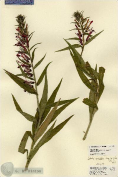 URN_catalog_HBHinton_herbarium_23291.jpg.jpg