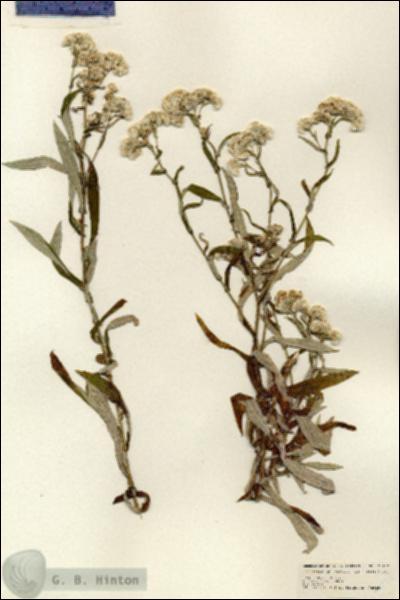 URN_catalog_HBHinton_herbarium_25132.jpg.jpg