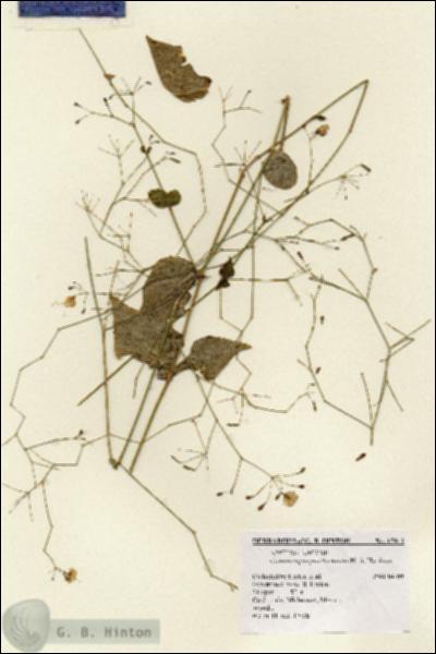 URN_catalog_HBHinton_herbarium_15911.jpg.jpg