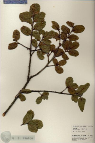 URN_catalog_HBHinton_herbarium_23950.jpg.jpg