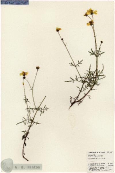 URN_catalog_HBHinton_herbarium_23667.jpg.jpg