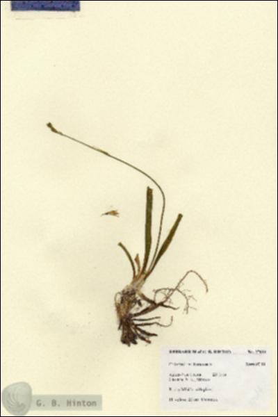 URN_catalog_HBHinton_herbarium_27644.jpg.jpg