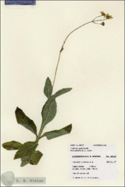 URN_catalog_HBHinton_herbarium_28127.jpg.jpg