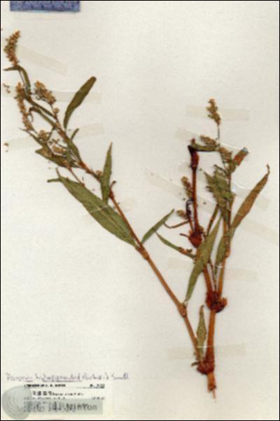 URN_catalog_HBHinton_herbarium_19951.jpg.jpg