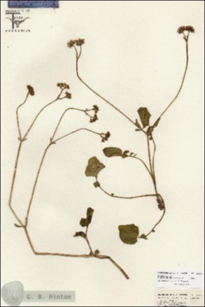 URN_catalog_HBHinton_herbarium_26650.jpg.jpg