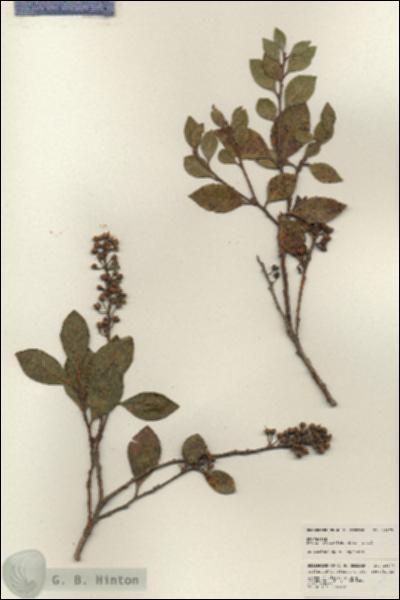 URN_catalog_HBHinton_herbarium_25177.jpg.jpg
