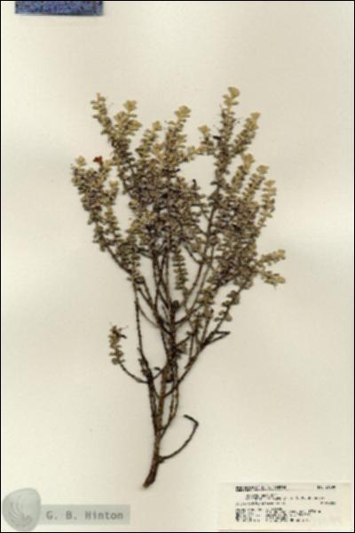 URN_catalog_HBHinton_herbarium_21599.jpg.jpg