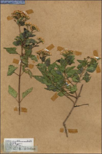 URN_catalog_HBHinton_herbarium_17701.jpg.jpg